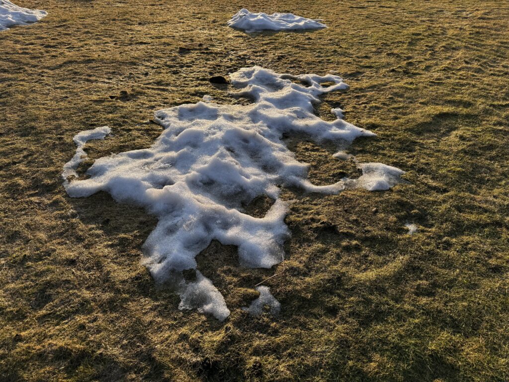 brown grass, winter yard, grass green