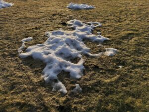 brown grass, winter yard, grass green