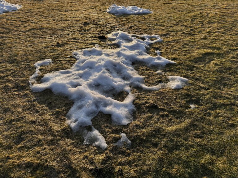 brown grass, winter yard, grass green