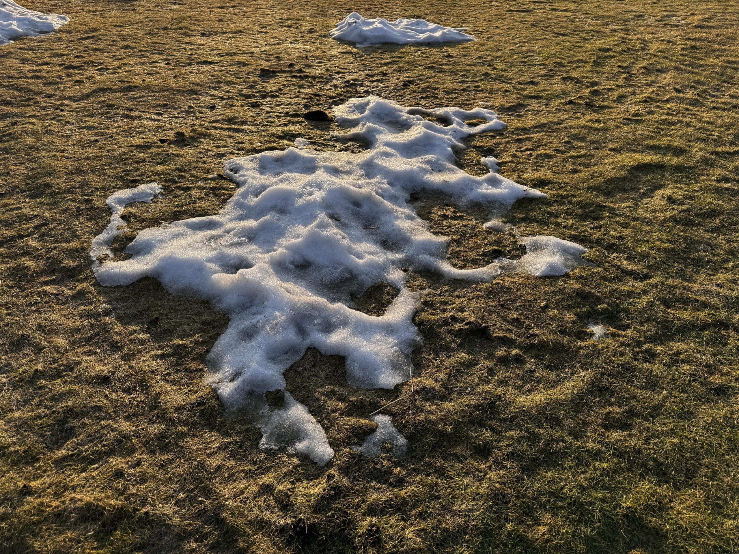 brown grass, winter yard, grass green